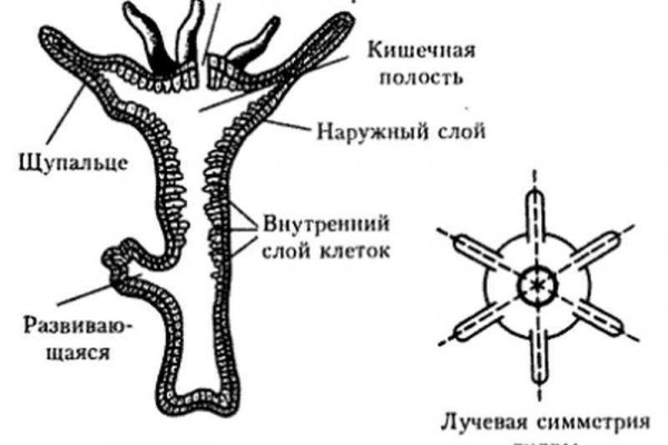 Кракен нар шоп