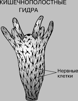 Кракен площадка торговая что это